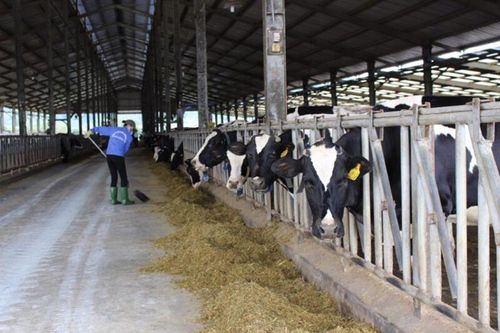 Phát triển chăn nuôi tuần hoàn gặp 'trắc trở'... vì các Luật chưa thống nhất