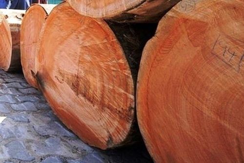 Lượng gỗ nhập rủi ro vẫn chiếm 40% tổng cung nguyên liệu