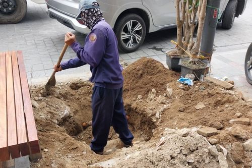 TT- Huế: Chạy cho kịp khai trương phố đi bộ, trồng cây đè lên hệ thống cáp quang