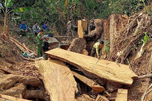Kon Tum: Bắt quả tang hai đối tượng vào rừng sản xuất cắt gỗ đem bán