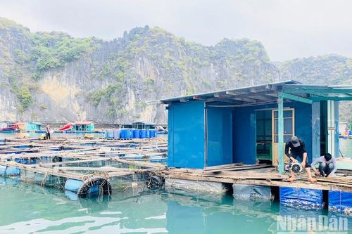 Hạ thủy cụm lồng bè nuôi trồng thủy sản kiểu mới đầu tiên trên biển Cát Bà
