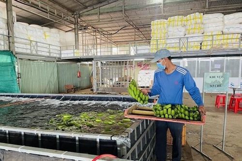 Vươn lên làm giàu từ trồng chuối theo chuỗi liên kết