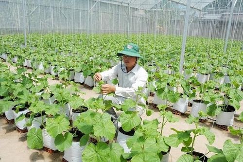 Thay đổi tư duy với trồng dưa lưới vốn lớn nhưng lời cao