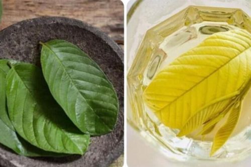 Uống nước lá ổi tươi có tác dụng gì?