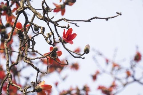 Hà Nội tháng 3, mùa hoa gạo nở rực đỏ