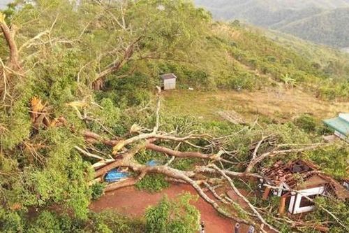 Cây đa di sản hơn 200 tuổi, tán rộng hơn 1.000m2 ở 'Vịnh Hạ Long trên núi' bị gãy đổ