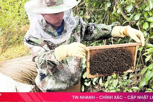 Nghề nuôi ong cho thu nhập cao ở vùng bán sơn địa Đức Thọ