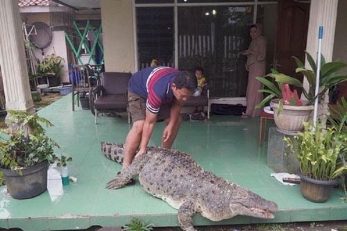 Chàng trai trẻ đam mê lạ nuôi cá sấu làm thú cưng, ăn ngủ ngay trong nhà