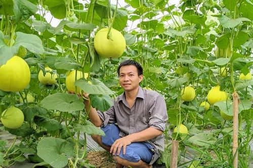 Cải tiến hệ thống khuyến nông để đáp ứng tư duy kinh tế trong sản xuất nông nghiệp