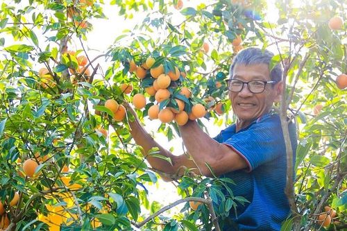 Nông sản Việt 'được' gắn mác ngoại: Nhìn từ câu chuyện quả thanh trà