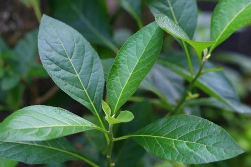 Uống cây mật gấu tốt cho gan?