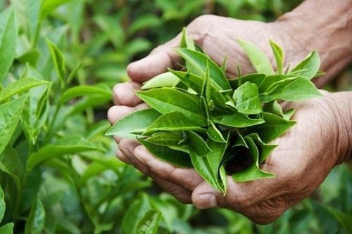 7 thực phẩm giúp cơ thể có mùi thơm tự nhiên, nhất là số thứ 5