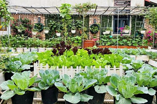 Kế toán về hưu biến rác thải thành khu vườn xanh tươi hoa trái