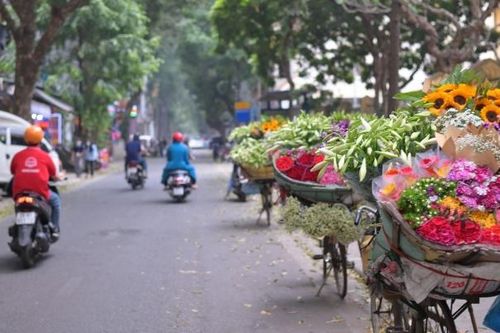 Hoa loa kèn đầu mùa bừng sáng phố phường Hà Nội