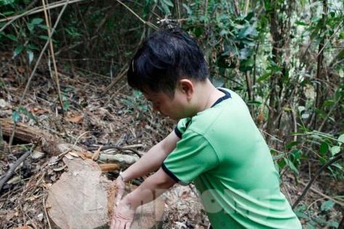 Chủ tịch tỉnh Bắc Giang yêu cầu công an điều tra vụ chặt hạ gỗ rừng Tây Yên Tử