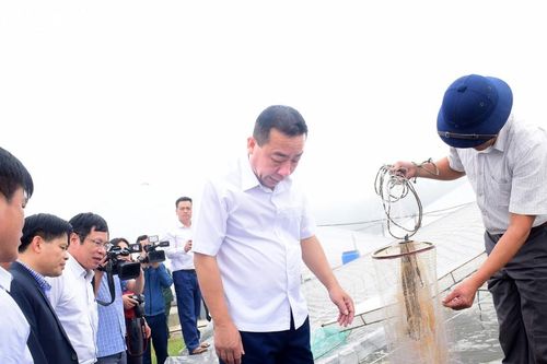 Nghệ An: Nhiều mô hình nuôi tôm công nghệ mới được tỉnh hỗ trợ kinh phí