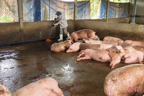 'Lợi ích kép' từ chăn nuôi trang trại ở Vũ Quang