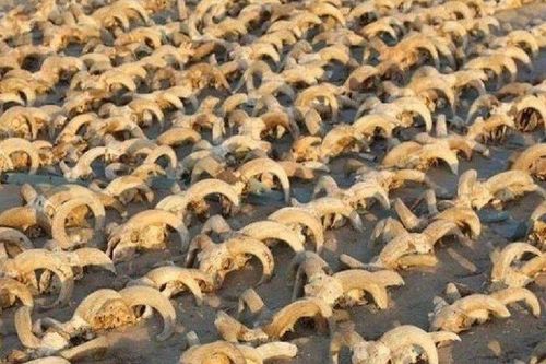 Sửng sốt phát hiện 2.000 xác ướp 'quái vật' trong đền cổ Ai Cập
