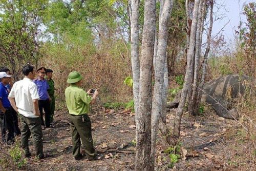 Đắk Lắk: Một cá thể voi chết trong khu du lịch sinh thái
