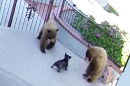 Clip: Chó nhỏ đuổi đánh 2 con gấu chạy 'trối chết'