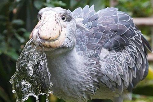Cò Shoebill: Nhìn xấu xí nhưng lại ăn thịt được cả linh dương và cá sấu