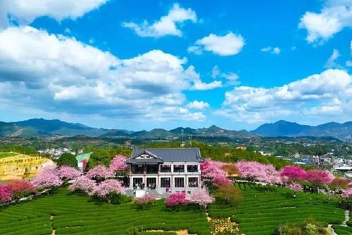 Chùm ảnh hoa anh đào bừng nở khắp nơi trên thế giới