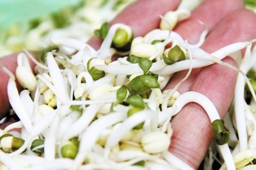 Giá đỗ cực tốt để loại bỏ cholesterol xấu và tránh mỡ máu tăng cao, nhưng khi ăn nhất định phải tránh điều này!