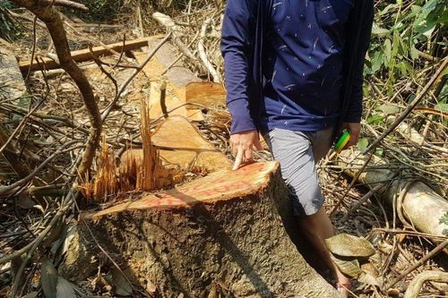 Điều tra, làm rõ vụ phá rừng ở Thừa Thiên - Huế