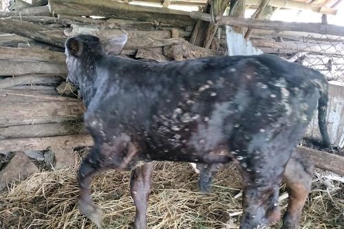 Quảng Ngãi đối mặt nguy cơ dịch bệnh chăn nuôi lan rộng