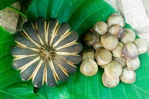 Chỉ đạo khẩn vụ 14 học sinh nhập viện sau khi ăn quả cây ngô đồng