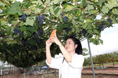 Vườn nho trĩu quả ở vùng đất mặn Cà Mau