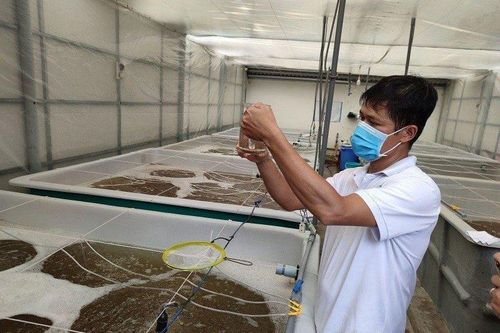 Chiến lược phát triển nguồn tôm giống sản xuất ở Trà Vinh