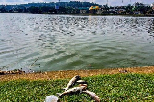 Lâm Đồng: Cá chết hàng loạt trên hồ Xuân Hương