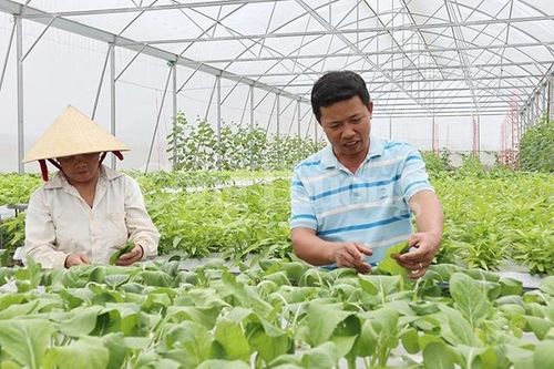 Thúc đẩy công nghệ số, hướng đến nông nghiệp xanh ở Thủ đô