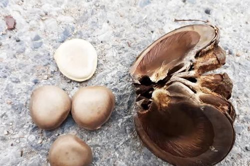 Sau vụ học sinh ăn quả ngô đồng bị ngộ độc, Sở Y tế Lâm Đồng chỉ đạo khẩn