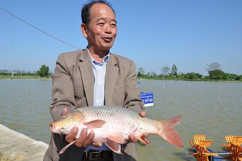 Hà Nội xây dựng nhiều mô hình nông nghiệp hữu cơ chất lượng cao
