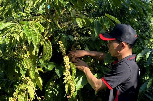 Hỗ trợ thiệt hại cho nhà nông bằng bảo hiểm chỉ số thời tiết