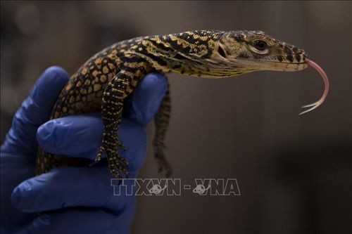 Năm con rồng Komodo chào đời trong sở thú ở Tây Ban Nha