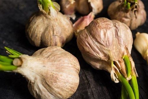 Thường xuyên ăn tỏi mọc mầm rất tốt cho sức khỏe