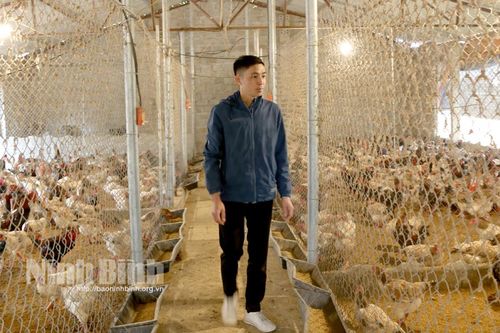 Nhân giống và nuôi thương phẩm gà lai Đông Tảo theo hướng an toàn sinh học