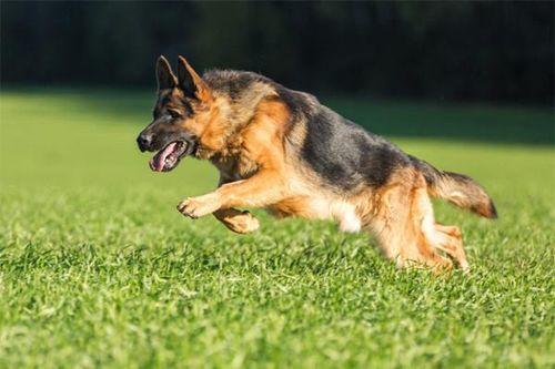 Ba người cùng bị một con chó dại cắn