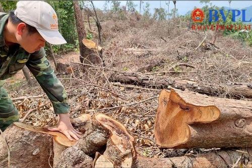 Kỷ luật Trưởng trạm Kiểm lâm vì để người dân phá rừng