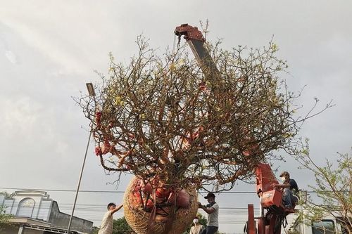 Cận cảnh 2 gốc mai vàng được chủ nhân tìm 'dân chơi', từng được trả 3,5 tỷ nhưng không bán