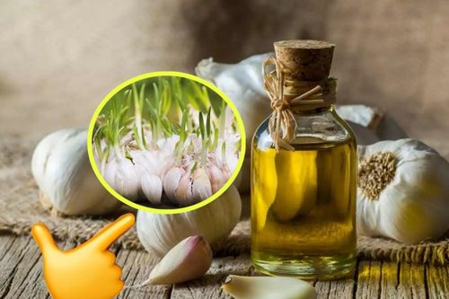 Tỏi cực nhanh mọc mầm, bóp thứ này vào rồi cất, để cả năm vẫn tươi nguyên