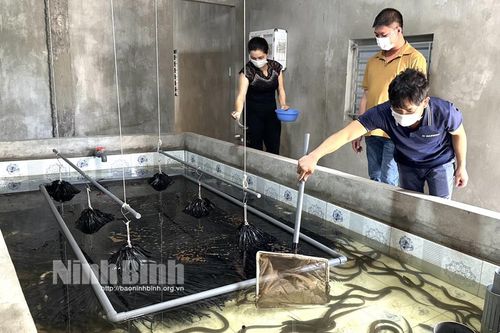 Khởi nghiệp bằng nuôi lươn không bùn