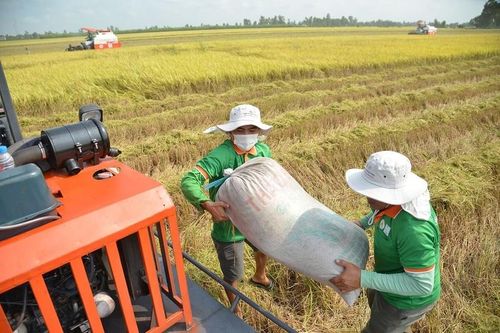 Thực hư câu chuyện HTX trồng lúa có lãi trên 100%