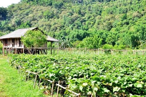 Tân Lạc (Hòa Bình) phát triển nông nghiệp gắn với du lịch