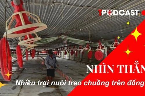 NHÌN THẲNG: Nhiều trại nuôi 'treo chuồng' trên đống nợ