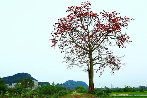 Tháng Ba, nỗi buồn… hoa gạo!