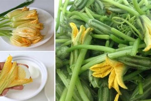 Hoa bí - Thực phẩm vàng cho sức khỏe